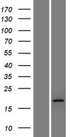 Western blot validation of overexpression lysate (Cat# LY421658) using anti-DDK antibody (Cat# TA50011-100). Left: Cell lysates from un-transfected HEK293T cells; Right: Cell lysates from HEK293T cells transfected with RC218535 using transfection reagent MegaTran 2.0 (Cat# TT210002).