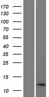Western blot validation of overexpression lysate (Cat# LY422812) using anti-DDK antibody (Cat# TA50011-100). Left: Cell lysates from un-transfected HEK293T cells; Right: Cell lysates from HEK293T cells transfected with RC219266 using transfection reagent MegaTran 2.0 (Cat# TT210002).