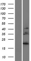 Western blot validation of overexpression lysate (Cat# LY406853) using anti-DDK antibody (Cat# TA50011-100). Left: Cell lysates from un-transfected HEK293T cells; Right: Cell lysates from HEK293T cells transfected with RC218965 using transfection reagent MegaTran 2.0 (Cat# TT210002).