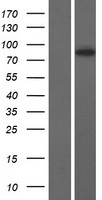 Western blot validation of overexpression lysate (Cat# LY408072) using anti-DDK antibody (Cat# TA50011-100). Left: Cell lysates from un-transfected HEK293T cells; Right: Cell lysates from HEK293T cells transfected with RC218997 using transfection reagent MegaTran 2.0 (Cat# TT210002).