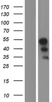 Western blot validation of overexpression lysate (Cat# LY405414) using anti-DDK antibody (Cat# TA50011-100). Left: Cell lysates from un-transfected HEK293T cells; Right: Cell lysates from HEK293T cells transfected with RC212880 using transfection reagent MegaTran 2.0 (Cat# TT210002).