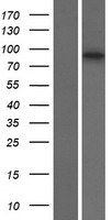 Western blot validation of overexpression lysate (Cat# LY422254) using anti-DDK antibody (Cat# TA50011-100). Left: Cell lysates from un-transfected HEK293T cells; Right: Cell lysates from HEK293T cells transfected with RC212470 using transfection reagent MegaTran 2.0 (Cat# TT210002).