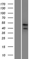 Western blot validation of overexpression lysate (Cat# LY404606) using anti-DDK antibody (Cat# TA50011-100). Left: Cell lysates from un-transfected HEK293T cells; Right: Cell lysates from HEK293T cells transfected with RC212417 using transfection reagent MegaTran 2.0 (Cat# TT210002).