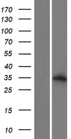 Western blot validation of overexpression lysate (Cat# LY405354) using anti-DDK antibody (Cat# TA50011-100). Left: Cell lysates from un-transfected HEK293T cells; Right: Cell lysates from HEK293T cells transfected with RC213063 using transfection reagent MegaTran 2.0 (Cat# TT210002).