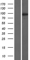 Western blot validation of overexpression lysate (Cat# LY423221) using anti-DDK antibody (Cat# TA50011-100). Left: Cell lysates from un-transfected HEK293T cells; Right: Cell lysates from HEK293T cells transfected with RC213017 using transfection reagent MegaTran 2.0 (Cat# TT210002).