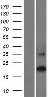 Western blot validation of overexpression lysate (Cat# LY421079) using anti-DDK antibody (Cat# TA50011-100). Left: Cell lysates from un-transfected HEK293T cells; Right: Cell lysates from HEK293T cells transfected with RC212988 using transfection reagent MegaTran 2.0 (Cat# TT210002).