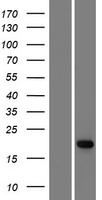 Western blot validation of overexpression lysate (Cat# LY405523) using anti-DDK antibody (Cat# TA50011-100). Left: Cell lysates from un-transfected HEK293T cells; Right: Cell lysates from HEK293T cells transfected with RC212395 using transfection reagent MegaTran 2.0 (Cat# TT210002).