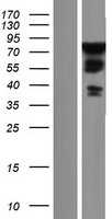 Western blot validation of overexpression lysate (Cat# LY405319) using anti-DDK antibody (Cat# TA50011-100). Left: Cell lysates from un-transfected HEK293T cells; Right: Cell lysates from HEK293T cells transfected with RC209590 using transfection reagent MegaTran 2.0 (Cat# TT210002).