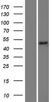 Western blot validation of overexpression lysate (Cat# LY411082) using anti-DDK antibody (Cat# TA50011-100). Left: Cell lysates from un-transfected HEK293T cells; Right: Cell lysates from HEK293T cells transfected with RC206824 using transfection reagent MegaTran 2.0 (Cat# TT210002).
