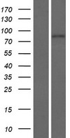Western blot validation of overexpression lysate (Cat# LY420986) using anti-DDK antibody (Cat# TA50011-100). Left: Cell lysates from un-transfected HEK293T cells; Right: Cell lysates from HEK293T cells transfected with RC211494 using transfection reagent MegaTran 2.0 (Cat# TT210002).
