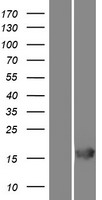 Western blot validation of overexpression lysate (Cat# LY422023) using anti-DDK antibody (Cat# TA50011-100). Left: Cell lysates from un-transfected HEK293T cells; Right: Cell lysates from HEK293T cells transfected with RC211440 using transfection reagent MegaTran 2.0 (Cat# TT210002).