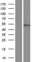 Western blot validation of overexpression lysate (Cat# LY414635) using anti-DDK antibody (Cat# TA50011-100). Left: Cell lysates from un-transfected HEK293T cells; Right: Cell lysates from HEK293T cells transfected with RC212001 using transfection reagent MegaTran 2.0 (Cat# TT210002).