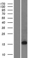 Western blot validation of overexpression lysate (Cat# LY423575) using anti-DDK antibody (Cat# TA50011-100). Left: Cell lysates from un-transfected HEK293T cells; Right: Cell lysates from HEK293T cells transfected with RC211929 using transfection reagent MegaTran 2.0 (Cat# TT210002).