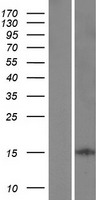 Western blot validation of overexpression lysate (Cat# LY405156) using anti-DDK antibody (Cat# TA50011-100). Left: Cell lysates from un-transfected HEK293T cells; Right: Cell lysates from HEK293T cells transfected with RC215460 using transfection reagent MegaTran 2.0 (Cat# TT210002).