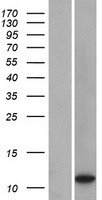 Western blot validation of overexpression lysate (Cat# LY423365) using anti-DDK antibody (Cat# TA50011-100). Left: Cell lysates from un-transfected HEK293T cells; Right: Cell lysates from HEK293T cells transfected with RC215358 using transfection reagent MegaTran 2.0 (Cat# TT210002).