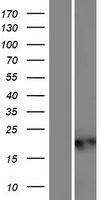 Western blot validation of overexpression lysate (Cat# LY422021) using anti-DDK antibody (Cat# TA50011-100). Left: Cell lysates from un-transfected HEK293T cells; Right: Cell lysates from HEK293T cells transfected with RC213954 using transfection reagent MegaTran 2.0 (Cat# TT210002).
