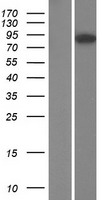 Western blot validation of overexpression lysate (Cat# LY419253) using anti-DDK antibody (Cat# TA50011-100). Left: Cell lysates from un-transfected HEK293T cells; Right: Cell lysates from HEK293T cells transfected with RC214215 using transfection reagent MegaTran 2.0 (Cat# TT210002).
