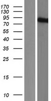 Western blot validation of overexpression lysate (Cat# LY404489) using anti-DDK antibody (Cat# TA50011-100). Left: Cell lysates from un-transfected HEK293T cells; Right: Cell lysates from HEK293T cells transfected with RC213977 using transfection reagent MegaTran 2.0 (Cat# TT210002).