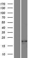 Western blot validation of overexpression lysate (Cat# LY406612) using anti-DDK antibody (Cat# TA50011-100). Left: Cell lysates from un-transfected HEK293T cells; Right: Cell lysates from HEK293T cells transfected with RC213920 using transfection reagent MegaTran 2.0 (Cat# TT210002).