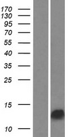 Western blot validation of overexpression lysate (Cat# LY420576) using anti-DDK antibody (Cat# TA50011-100). Left: Cell lysates from un-transfected HEK293T cells; Right: Cell lysates from HEK293T cells transfected with RC213979 using transfection reagent MegaTran 2.0 (Cat# TT210002).