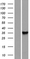 Western blot validation of overexpression lysate (Cat# LY406985) using anti-DDK antibody (Cat# TA50011-100). Left: Cell lysates from un-transfected HEK293T cells; Right: Cell lysates from HEK293T cells transfected with RC214119 using transfection reagent MegaTran 2.0 (Cat# TT210002).