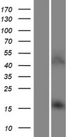 Western blot validation of overexpression lysate (Cat# LY422434) using anti-DDK antibody (Cat# TA50011-100). Left: Cell lysates from un-transfected HEK293T cells; Right: Cell lysates from HEK293T cells transfected with RC214088 using transfection reagent MegaTran 2.0 (Cat# TT210002).