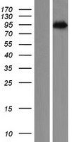 Western blot validation of overexpression lysate (Cat# LY414509) using anti-DDK antibody (Cat# TA50011-100). Left: Cell lysates from un-transfected HEK293T cells; Right: Cell lysates from HEK293T cells transfected with RC213769 using transfection reagent MegaTran 2.0 (Cat# TT210002).