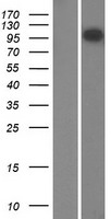 Western blot validation of overexpression lysate (Cat# LY412831) using anti-DDK antibody (Cat# TA50011-100). Left: Cell lysates from un-transfected HEK293T cells; Right: Cell lysates from HEK293T cells transfected with RC213759 using transfection reagent MegaTran 2.0 (Cat# TT210002).