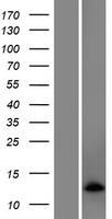 Western blot validation of overexpression lysate (Cat# LY408591) using anti-DDK antibody (Cat# TA50011-100). Left: Cell lysates from un-transfected HEK293T cells; Right: Cell lysates from HEK293T cells transfected with RC213817 using transfection reagent MegaTran 2.0 (Cat# TT210002).