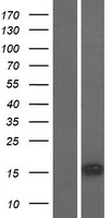 Western blot validation of overexpression lysate (Cat# LY421091) using anti-DDK antibody (Cat# TA50011-100). Left: Cell lysates from un-transfected HEK293T cells; Right: Cell lysates from HEK293T cells transfected with RC214753 using transfection reagent MegaTran 2.0 (Cat# TT210002).