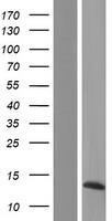 Western blot validation of overexpression lysate (Cat# LY421211) using anti-DDK antibody (Cat# TA50011-100). Left: Cell lysates from un-transfected HEK293T cells; Right: Cell lysates from HEK293T cells transfected with RC214665 using transfection reagent MegaTran 2.0 (Cat# TT210002).