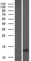 Western blot validation of overexpression lysate (Cat# LY420575) using anti-DDK antibody (Cat# TA50011-100). Left: Cell lysates from un-transfected HEK293T cells; Right: Cell lysates from HEK293T cells transfected with RC214744 using transfection reagent MegaTran 2.0 (Cat# TT210002).