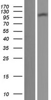Western blot validation of overexpression lysate (Cat# LY411146) using anti-DDK antibody (Cat# TA50011-100). Left: Cell lysates from un-transfected HEK293T cells; Right: Cell lysates from HEK293T cells transfected with RC214379 using transfection reagent MegaTran 2.0 (Cat# TT210002).