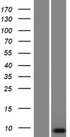 Western blot validation of overexpression lysate (Cat# LY428881) using anti-DDK antibody (Cat# TA50011-100). Left: Cell lysates from un-transfected HEK293T cells; Right: Cell lysates from HEK293T cells transfected with RC226673 using transfection reagent MegaTran 2.0 (Cat# TT210002).