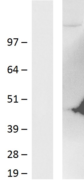 Western blot validation of overexpression lysate (Cat# LY427979) using anti-DDK antibody (Cat# TA50011-100). Left: Cell lysates from un-transfected HEK293T cells; Right: Cell lysates from HEK293T cells transfected with RC226578 using transfection reagent MegaTran 2.0 (Cat# TT210002).