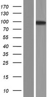 Western blot validation of overexpression lysate (Cat# LY427958) using anti-DDK antibody (Cat# TA50011-100). Left: Cell lysates from un-transfected HEK293T cells; Right: Cell lysates from HEK293T cells transfected with RC226570 using transfection reagent MegaTran 2.0 (Cat# TT210002).
