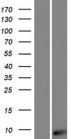 Western blot validation of overexpression lysate (Cat# LY428744) using anti-DDK antibody (Cat# TA50011-100). Left: Cell lysates from un-transfected HEK293T cells; Right: Cell lysates from HEK293T cells transfected with RC227167 using transfection reagent MegaTran 2.0 (Cat# TT210002).