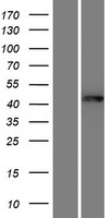 Western blot validation of overexpression lysate (Cat# LY428044) using anti-DDK antibody (Cat# TA50011-100). Left: Cell lysates from un-transfected HEK293T cells; Right: Cell lysates from HEK293T cells transfected with RC227261 using transfection reagent MegaTran 2.0 (Cat# TT210002).