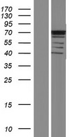 Western blot validation of overexpression lysate (Cat# LY428258) using anti-DDK antibody (Cat# TA50011-100). Left: Cell lysates from un-transfected HEK293T cells; Right: Cell lysates from HEK293T cells transfected with RC226905 using transfection reagent MegaTran 2.0 (Cat# TT210002).