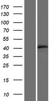 Western blot validation of overexpression lysate (Cat# LY428775) using anti-DDK antibody (Cat# TA50011-100). Left: Cell lysates from un-transfected HEK293T cells; Right: Cell lysates from HEK293T cells transfected with RC227090 using transfection reagent MegaTran 2.0 (Cat# TT210002).