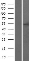 Western blot validation of overexpression lysate (Cat# LY428436) using anti-DDK antibody (Cat# TA50011-100). Left: Cell lysates from un-transfected HEK293T cells; Right: Cell lysates from HEK293T cells transfected with RC227071 using transfection reagent MegaTran 2.0 (Cat# TT210002).