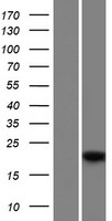Western blot validation of overexpression lysate (Cat# LY426279) using anti-DDK antibody (Cat# TA50011-100). Left: Cell lysates from un-transfected HEK293T cells; Right: Cell lysates from HEK293T cells transfected with RC225212 using transfection reagent MegaTran 2.0 (Cat# TT210002).