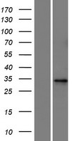 Western blot validation of overexpression lysate (Cat# LY427602) using anti-DDK antibody (Cat# TA50011-100). Left: Cell lysates from un-transfected HEK293T cells; Right: Cell lysates from HEK293T cells transfected with RC225446 using transfection reagent MegaTran 2.0 (Cat# TT210002).