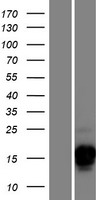 Western blot validation of overexpression lysate (Cat# LY427047) using anti-DDK antibody (Cat# TA50011-100). Left: Cell lysates from un-transfected HEK293T cells; Right: Cell lysates from HEK293T cells transfected with RC225077 using transfection reagent MegaTran 2.0 (Cat# TT210002).