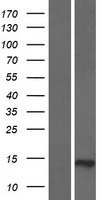 Western blot validation of overexpression lysate (Cat# LY427223) using anti-DDK antibody (Cat# TA50011-100). Left: Cell lysates from un-transfected HEK293T cells; Right: Cell lysates from HEK293T cells transfected with RC225091 using transfection reagent MegaTran 2.0 (Cat# TT210002).
