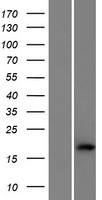 Western blot validation of overexpression lysate (Cat# LY426588) using anti-DDK antibody (Cat# TA50011-100). Left: Cell lysates from un-transfected HEK293T cells; Right: Cell lysates from HEK293T cells transfected with RC225142 using transfection reagent MegaTran 2.0 (Cat# TT210002).