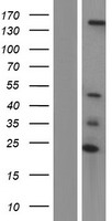 Western blot validation of overexpression lysate (Cat# LY432442) using anti-DDK antibody (Cat# TA50011-100). Left: Cell lysates from un-transfected HEK293T cells; Right: Cell lysates from HEK293T cells transfected with RC229434 using transfection reagent MegaTran 2.0 (Cat# TT210002).