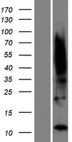 Western blot validation of overexpression lysate (Cat# LY432116) using anti-DDK antibody (Cat# TA50011-100). Left: Cell lysates from un-transfected HEK293T cells; Right: Cell lysates from HEK293T cells transfected with RC229090 using transfection reagent MegaTran 2.0 (Cat# TT210002).