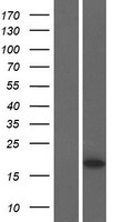 Western blot validation of overexpression lysate (Cat# LY432633) using anti-DDK antibody (Cat# TA50011-100). Left: Cell lysates from un-transfected HEK293T cells; Right: Cell lysates from HEK293T cells transfected with RC229633 using transfection reagent MegaTran 2.0 (Cat# TT210002).