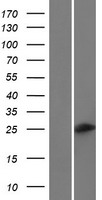 Western blot validation of overexpression lysate (Cat# LY432534) using anti-DDK antibody (Cat# TA50011-100). Left: Cell lysates from un-transfected HEK293T cells; Right: Cell lysates from HEK293T cells transfected with RC229534 using transfection reagent MegaTran 2.0 (Cat# TT210002).